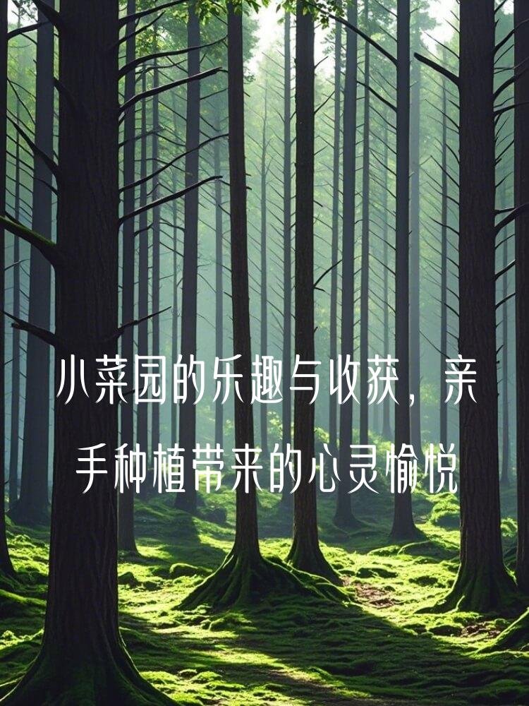 小菜园的乐趣与收获，亲手种植带来的心灵愉悦