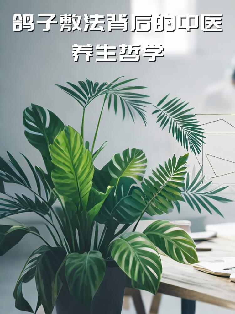 鸽子敷法背后的中医养生哲学